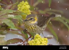 Image result for Dendroica tigrina