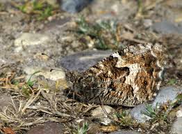 Attēlu rezultāti vaicājumam “Hipparchia semele underside”