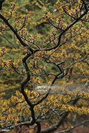 Attēlu rezultāti vaicājumam “Hamamelis japonica”