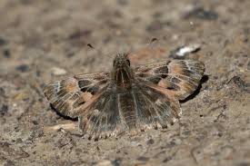 Attēlu rezultāti vaicājumam “Carcharodus floccifera upperside”
