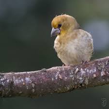 Attēlu rezultāti vaicājumam “Coccothraustes coccothraustes adult”