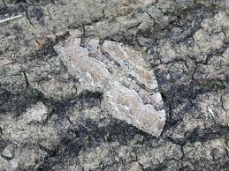 Attēlu rezultāti vaicājumam “Hydria cervinalis”