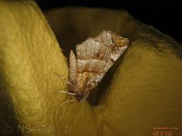 Attēlu rezultāti vaicājumam “Selenia dentaria imago”