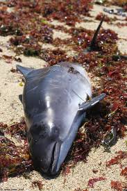 Image result for Phocoena phocoena