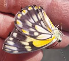 Attēlu rezultāti vaicājumam “Pieridae”