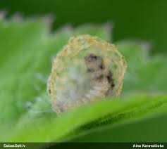 Attēlu rezultāti vaicājumam “Lycogala succineum macro”