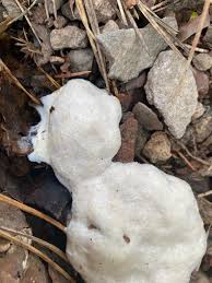 Attēlu rezultāti vaicājumam “Reticularia sp.”