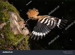 Attēlu rezultāti vaicājumam “Upupa epops adult”