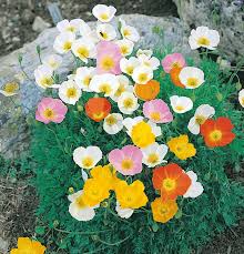 Image result for Alpenmohn