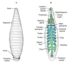 Attēlu rezultāti vaicājumam “Hirudinea”