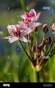 Attēlu rezultāti vaicājumam “Butomus umbellatus bud”