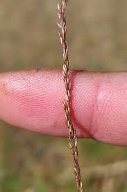 Attēlu rezultāti vaicājumam “Agrostis canina”