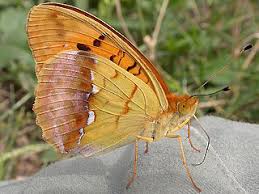 Attēlu rezultāti vaicājumam “Argynnis laodice male”