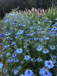 Image result for Nigella damascena