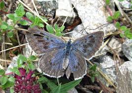 Attēlu rezultāti vaicājumam “Phengaris arion upperside”