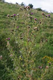 Attēlu rezultāti vaicājumam “Cirsium x rigens”