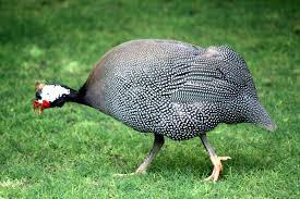 Attēlu rezultāti vaicājumam “Numida meleagris”