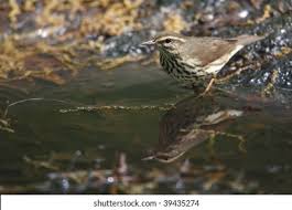 Image result for Seiurus noveboracensis