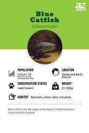 Image result for Ictalurus furcatus