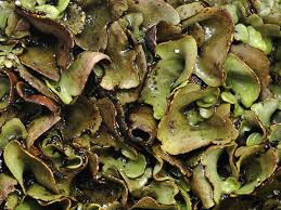 Attēlu rezultāti vaicājumam “Dermatocarpon luridum”