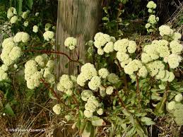 Attēlu rezultāti vaicājumam “Hylotelephium telephium flower”