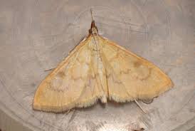 Attēlu rezultāti vaicājumam “Paratalanta hyalinalis”