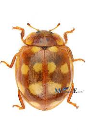 Attēlu rezultāti vaicājumam “Calvia quatuordecimguttata”