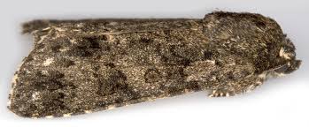 Attēlu rezultāti vaicājumam “Acronicta rumicis imago”