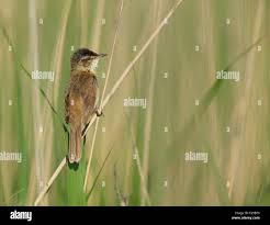 Image result for Acrocephalus agricola