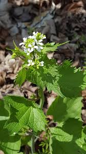 Attēlu rezultāti vaicājumam “Alliaria petiolata”