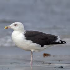 Attēlu rezultāti vaicājumam “Larus marinus”