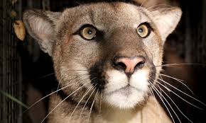 Image result for Craigmount Cougars