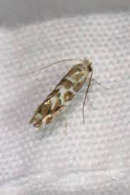 Attēlu rezultāti vaicājumam “Argyresthia spinosella”