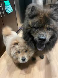 Znalezione obrazy dla zapytania chow