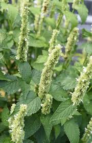 Image result for Ysop