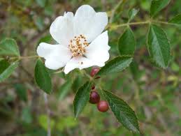 Attēlu rezultāti vaicājumam “Diplolepis eglanteriae”