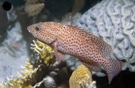 Image result for Cephalopholis cruentata