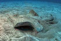 Image result for Rostroraja alba