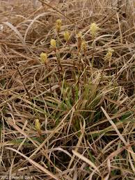 Attēlu rezultāti vaicājumam “Carex caryophyllea fruit”