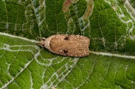 Attēlu rezultāti vaicājumam “Agonopterix aranella”
