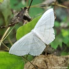 Attēlu rezultāti vaicājumam “Cabera pusaria male”