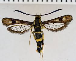 Attēlu rezultāti vaicājumam “Sesiidae”