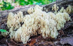 Attēlu rezultāti vaicājumam “Clavicorona pyxidata”