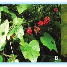 Attēlu rezultāti vaicājumam “Menispermum dauricum”