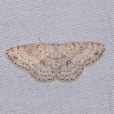 Attēlu rezultāti vaicājumam “Cyclophora pendularia”