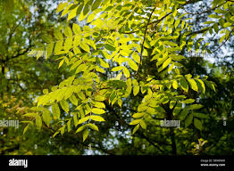 Attēlu rezultāti vaicājumam “Juglans mandshurica leaf”
