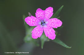 Attēlu rezultāti vaicājumam “Armeria vulgaris bud”