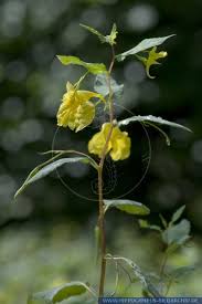 Attēlu rezultāti vaicājumam “Impatiens noli-tangere flower”