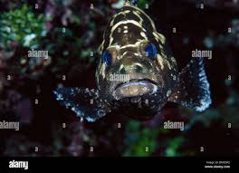 Image result for Dermatolepis inermis