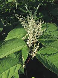 Attēlu rezultāti vaicājumam “Reynoutria japonica”